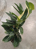 6" Monstera Standleyana Variegated Albo Pole